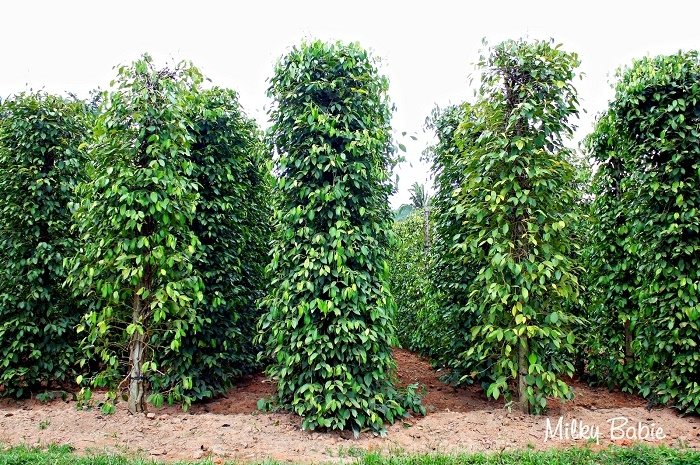 Lịch sử Phú Quốc